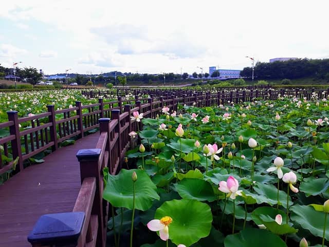 Jocheon Lotus Park - Image 1