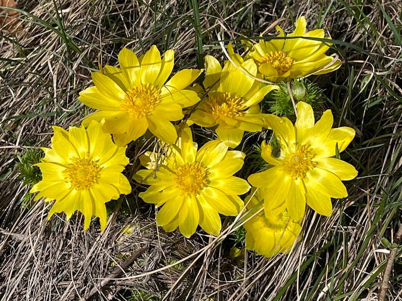Le Sentier des Adonis - Image 1