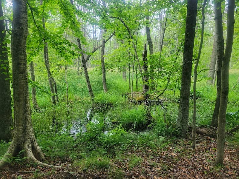 Woodland Dunes State Natural Area - Image 1