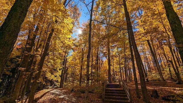 Hartwick Pines State Park - Image 2