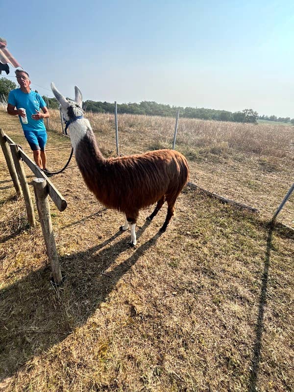 Les lamas de Pechzen - Image 1