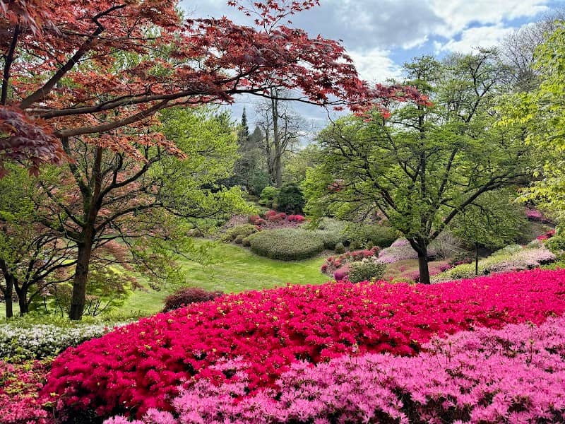 Royal Landscape - Image 3