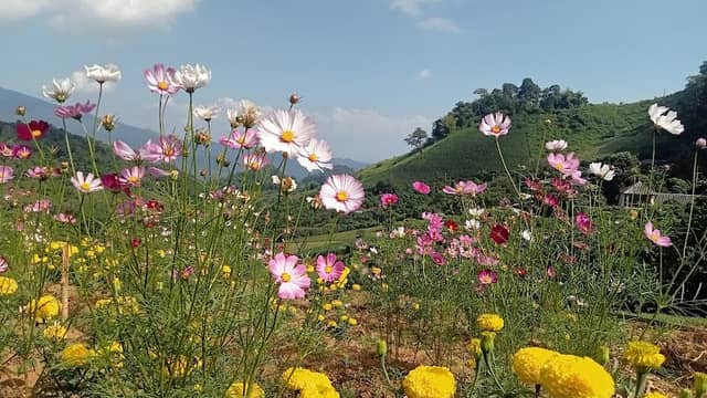 ม่อนเกาะดอย - Image 1