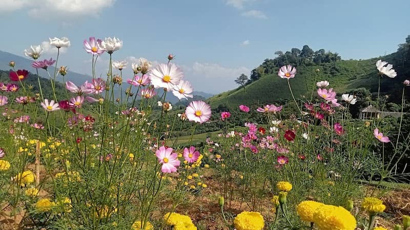 ม่อนเกาะดอย - Image 1
