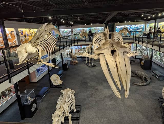 Museum of Osteology - Image 2