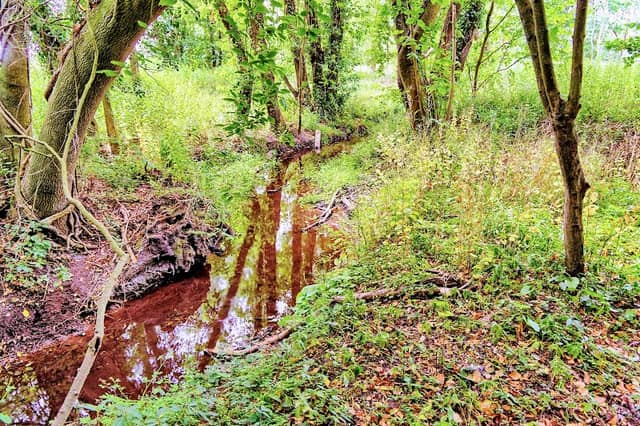 Lolly Moor - Image 1