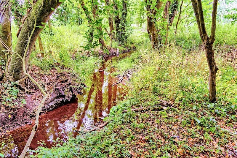 Lolly Moor - Image 1
