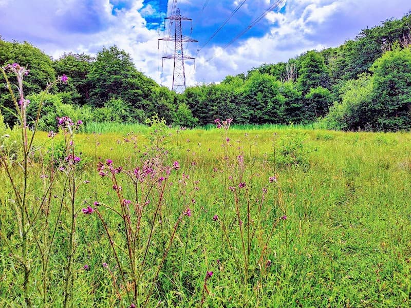 Lolly Moor - Image 2