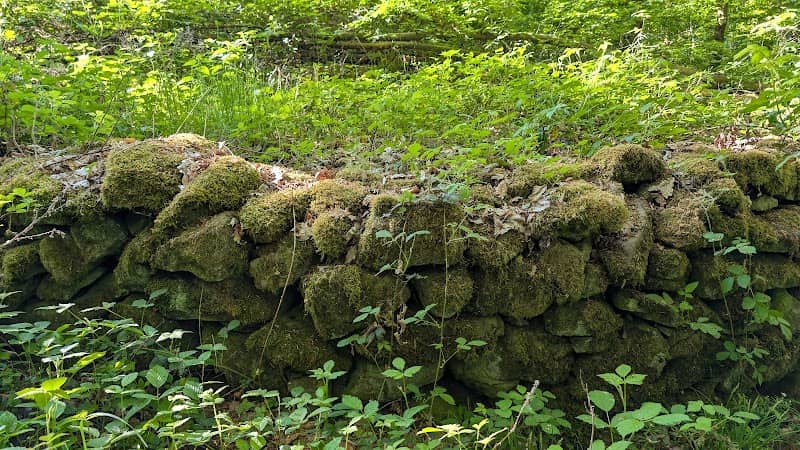 Der Jagdschirm auf dem Buchkopf - Image 1