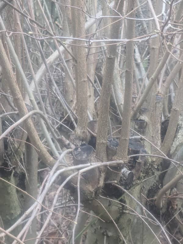Nettleship Wood - Image 1