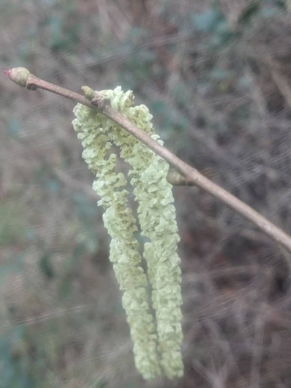 Nettleship Wood - Image 2