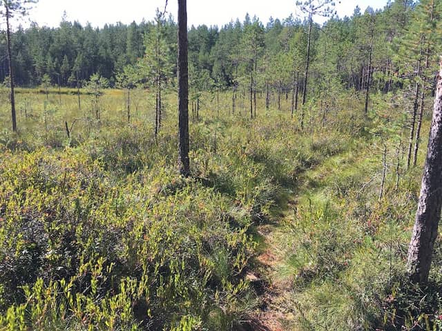 Konneveden Metsäpolku - Image 1