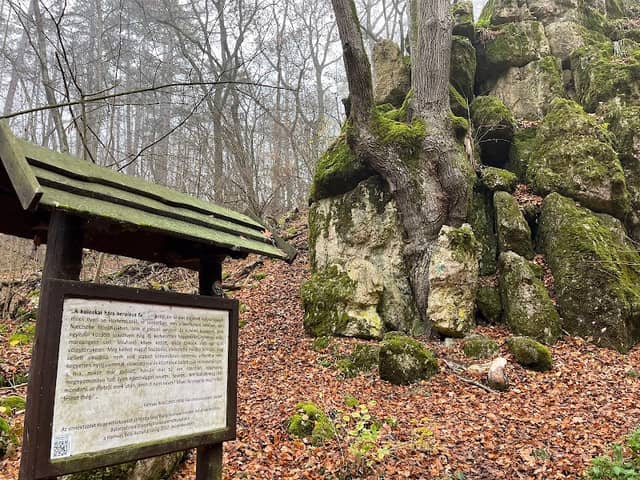 A koloskai hárs heroikus fa - Image 1