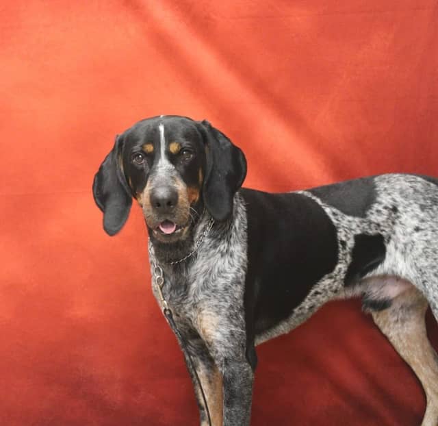Painted Leash Pet Boarding Daycare and Dog Training - Image 1