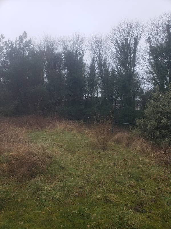 Brink Wood - Image 1