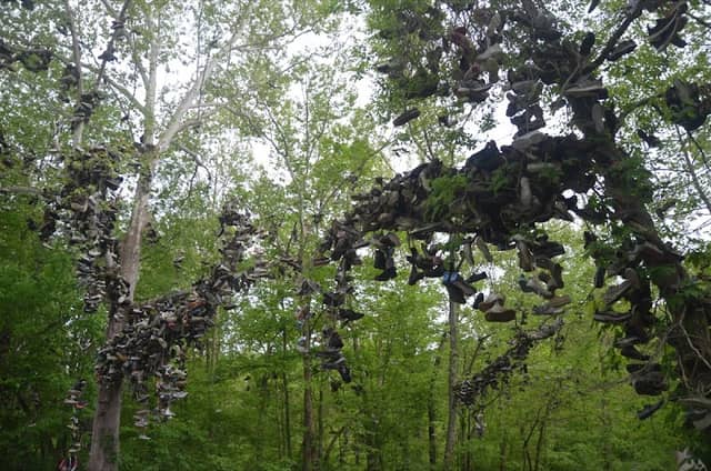Shoe Tree - Image 1