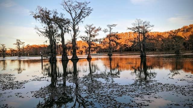 Mystique Tours on Caddo Lake - Image 3