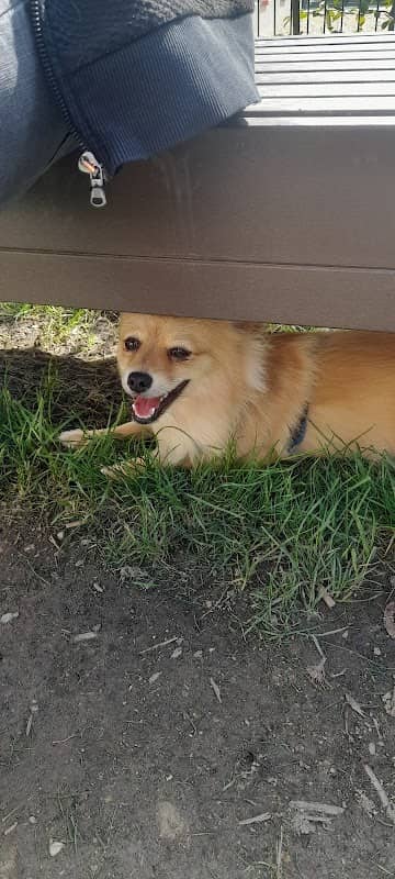 Hundezone - Image 1