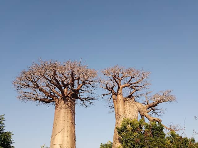 Baobab of Epic Adventure 1 (서사적 모험의 바오밥) Baobab Heaven - Image 3