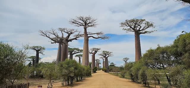 Baobab of Epic Adventure 1 (서사적 모험의 바오밥) Baobab Heaven - Image 1