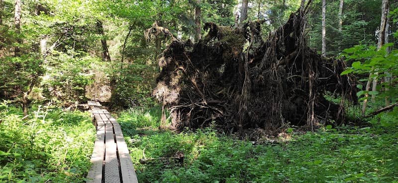 Swamp Trail - Image 2