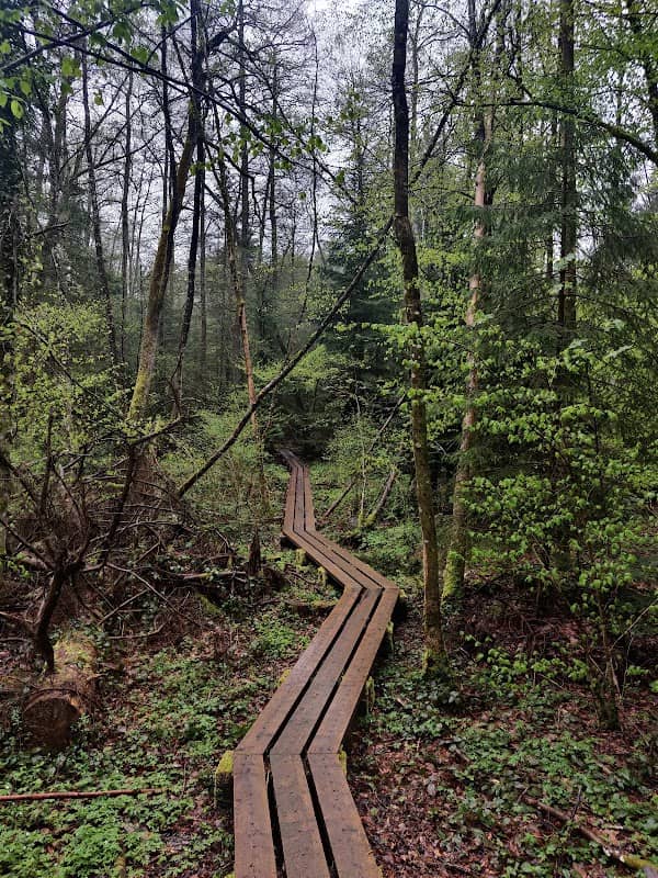 Swamp Trail - Image 1