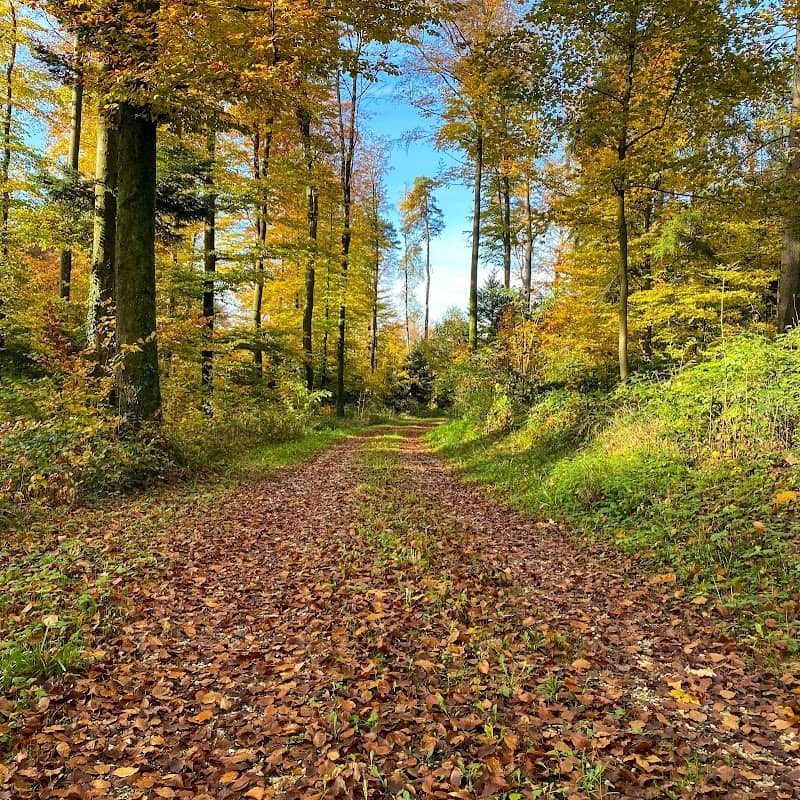 Galgerainwald - Image 2