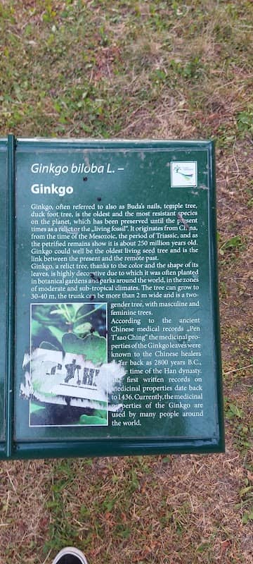 Relict trees Ginko Biloba L. - Image 2