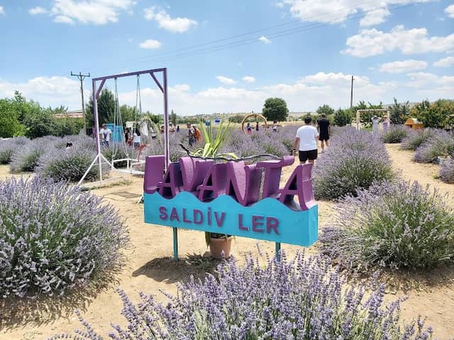 SALDİVLER Lavanta bahçesi - Image 3