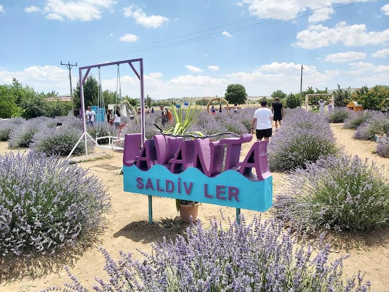 SALDİVLER Lavanta bahçesi - Image 3