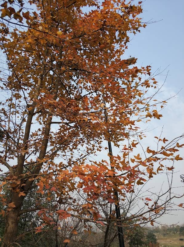 Fenghuangshan Park (South Gate) - Image 1