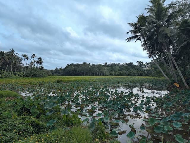 താമരക്കുളം - Image 1