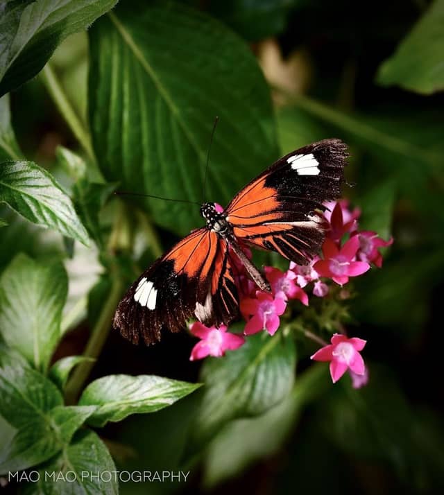 Butterfly Bench - Image 2