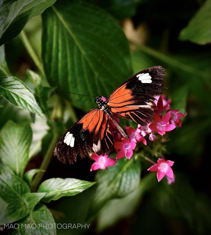 Butterfly Bench - Image 2