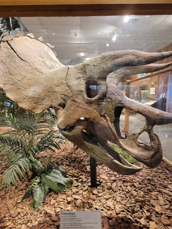 Brazosport Museum of Natural Science - Image 1
