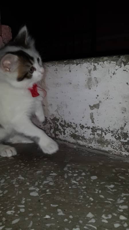 Zülfikar Ali Butto Parkı - Image 1