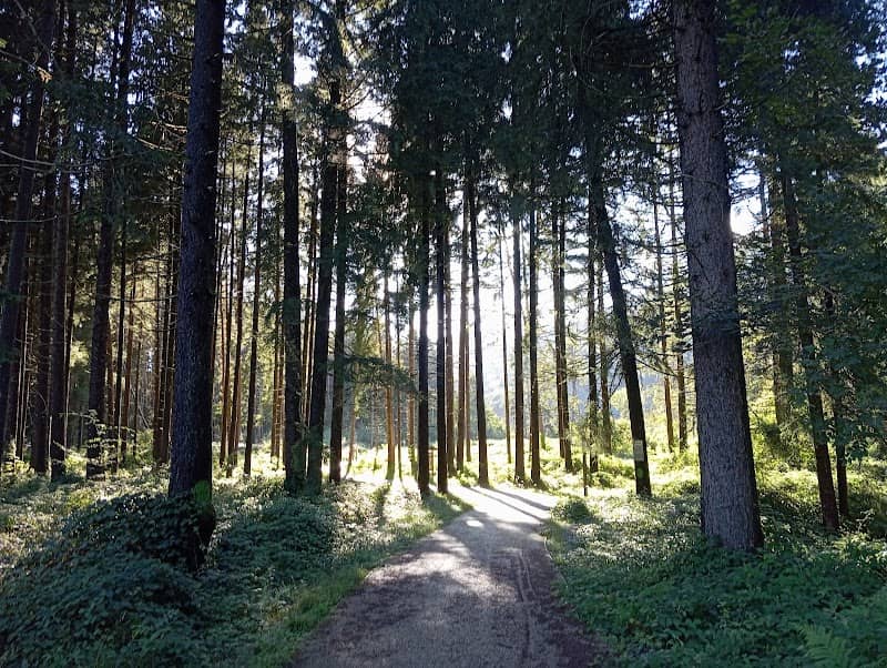 Pineta di Clusone - Image 1