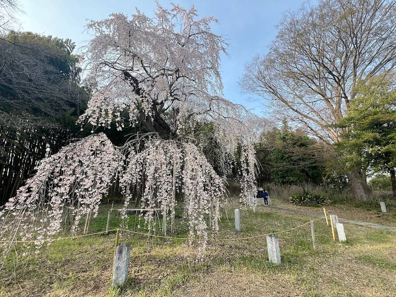 普門寺のしだれ桜 - Image 1