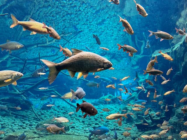 Alpenzoo Innsbruck - Tirol - Image 3