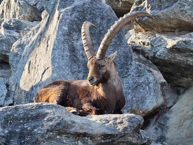 Alpenzoo Innsbruck - Tirol - Image 1