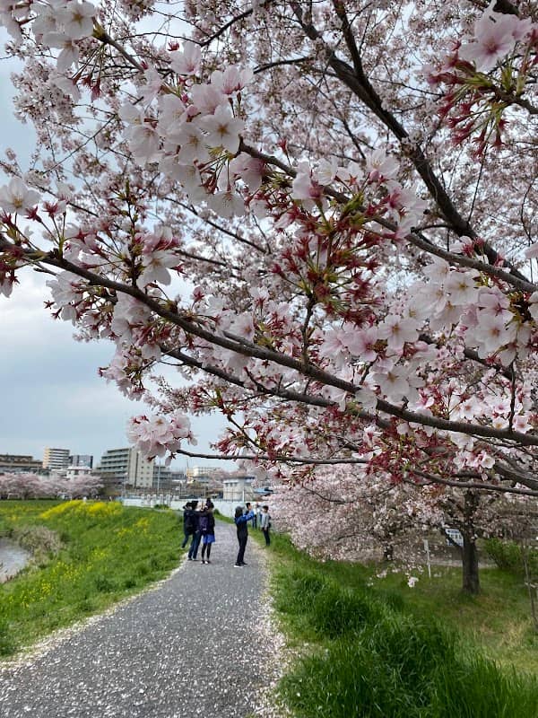 黒目川桜堤 - Image 3