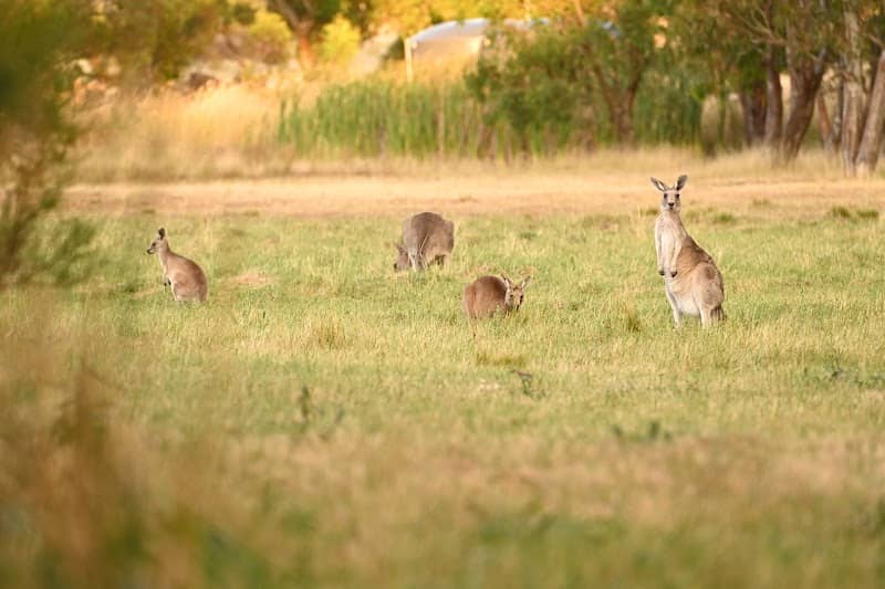 Red Gum Picnic Area - Image 2