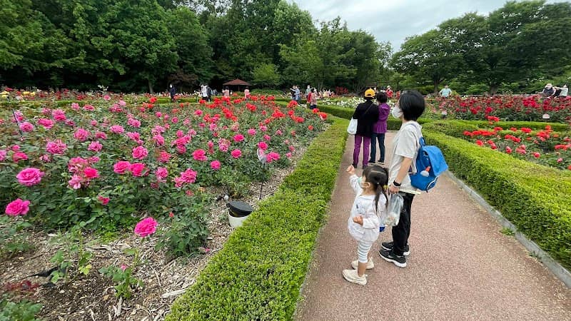 Incheon Grand Park - Rose Garden - Image 1