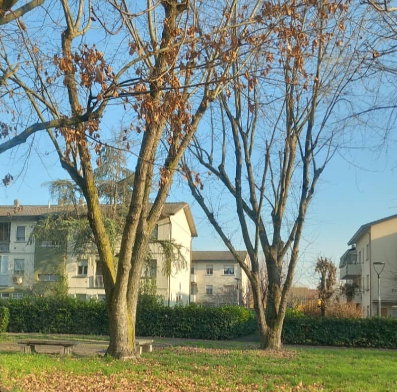Park - Image 2