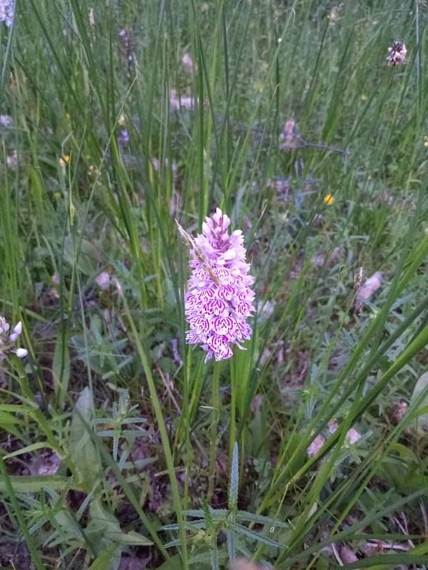 Kirkby Moor Nature Reserve - Image 2