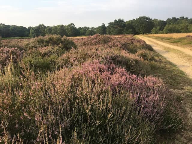 Kirkby Moor Nature Reserve - Image 1