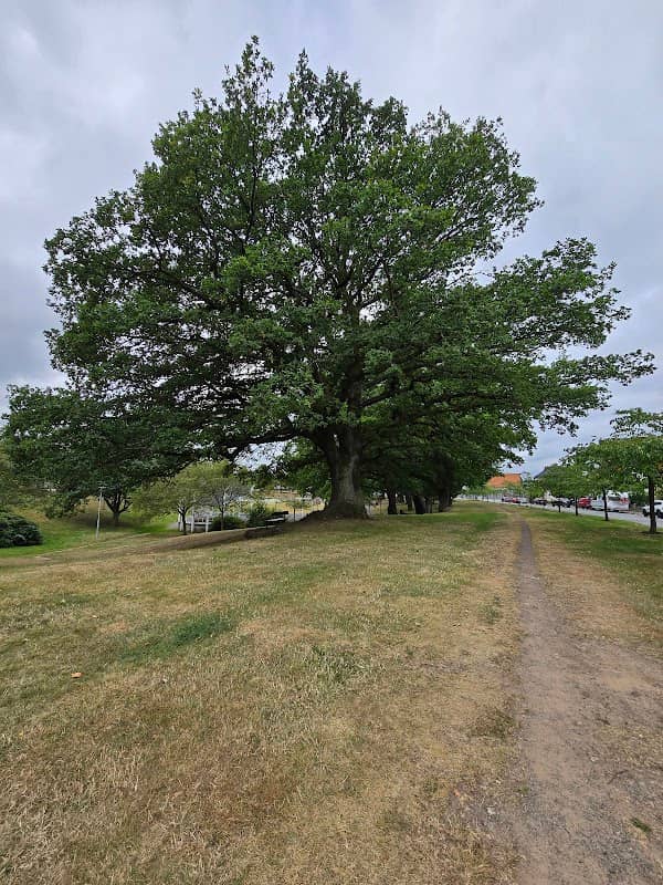 Old Oak - Image 1