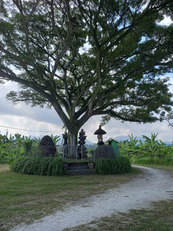 Jimbarwana Banana Garden - Image 1