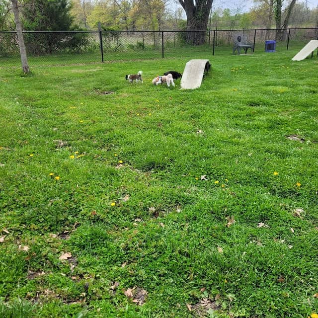 Tina Maple Memorial Dog Park - Image 1