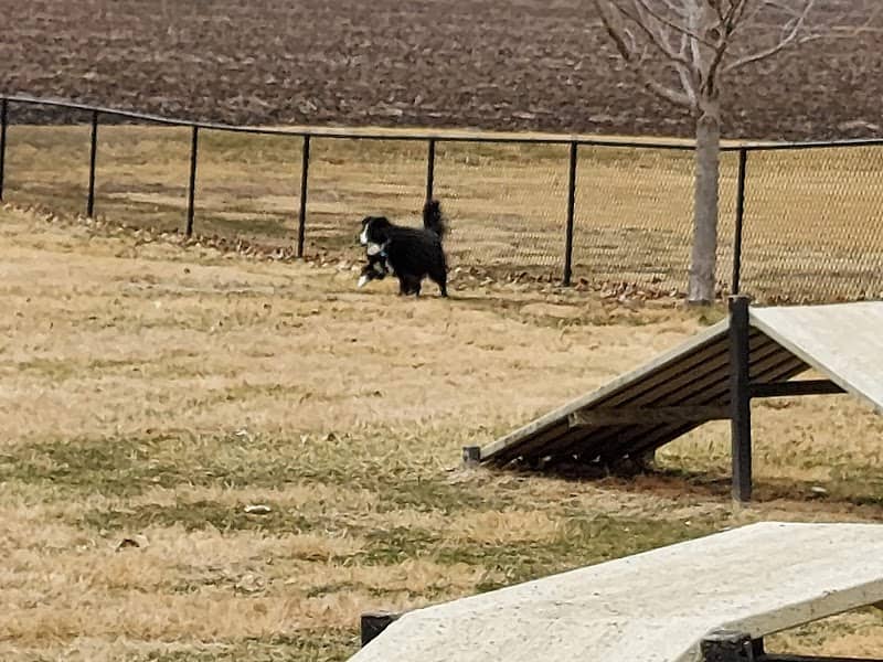 Tina Maple Memorial Dog Park - Image 3